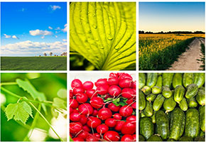 Colllage of photos - vegetables and fields