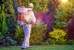 Picture of man dressed in protective gear with back pack sprayer applying pesticide to landscaped garden.