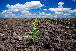 Picture of new growth corn field.