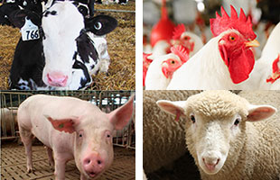 Photo of dairy calf, broiler chicken, pig and sheep in a collage layout