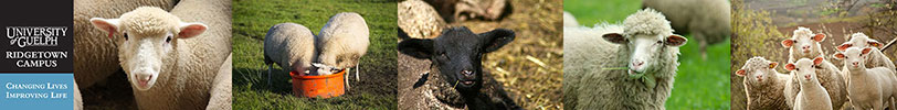 Collage of photos of sheep